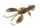 DOIYO S'zuki Zari Craw 80 ASH / 4db