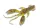 DOIYO S'zuki Zari Craw 80 PCH / 4db