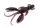 DOIYO S'zuki Zari Craw 80 DCH / 4db
