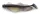 IRON CLAW Barsch & Zander Wave Glider GNT 16cm / 3db