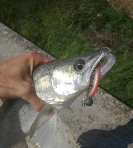 IRON CLAW Just Shad RPE Real Perch UV