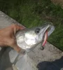 IRON CLAW Just Shad RPE Real Perch UV 10cm