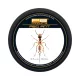 PB Products Red Ant- előtétzsinór 35LB 80M prémium PB Products horgásztermék.