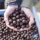 Nutrabaits Oldódó Bojli 1kg CO-DE 18mm prémium horgásztermék.