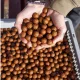 Nutrabaits Oldódó Bojli 3,5kg Trigga Ice 18mm prémium horgásztermék.