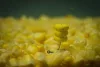 ROK TRIPLE CORN Natural yellow - natur sárga tripla gumi kukorica - Ultra Pop up - CarpHunter