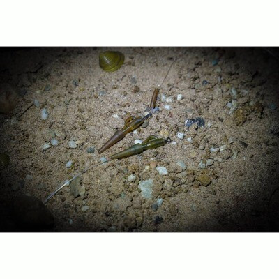 ROK Lead Clip XM - ólomkapocs Camo Barna