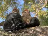 TF Gear Primal X-Trail terep horgász bakancs - 46-os méret - CarpHunter