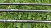 TICA STRONG CARP - Bojlis bot - 3,0m - 2,75lb - CarpHunter